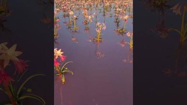 Красивые видео про природу Красивые видео про природу