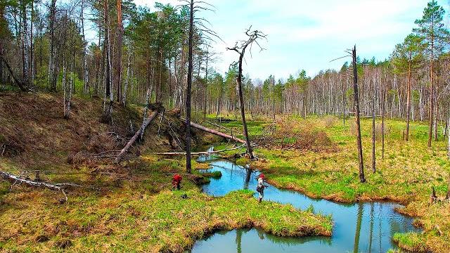 Щуки ЗВЕРЕЮТ после нереста! РУЧЕЙ КИШИТ РЫБОЙ! Приключения на лесной речке, первая рыбалка Щуки ЗВЕРЕЮТ после нереста! РУЧЕЙ КИШИТ РЫБОЙ! Приключения на лесной речке, первая рыбалка