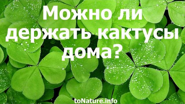 Можно ли держать кактусы дома? Можно ли держать кактусы дома?