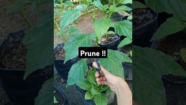 ️ Chili leaf pruning #chili ️ Chili leaf pruning #chili