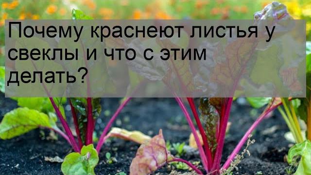 Почему краснеют листья у свеклы и что с этим делать? Почему краснеют листья у свеклы и что с этим делать?
