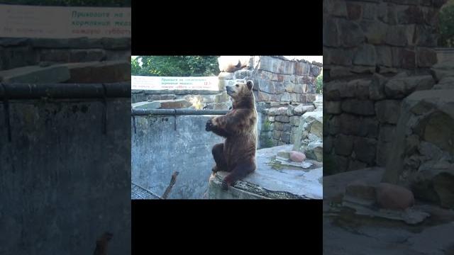 Мишка-попрошайка #медведь #смешновидео #смешныеживотные #забавные_животные #забавныеживотные Мишка-попрошайка #медведь #смешновидео #смешныеживотные #забавные_животные #забавныеживотные