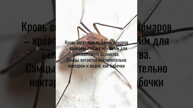 Интересные факты о комарах Интересные факты о комарах