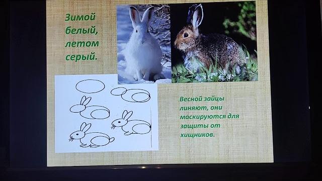 Дикие животные весной Дикие животные весной