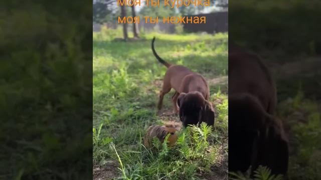 Так радостно в душе Так радостно в душе
