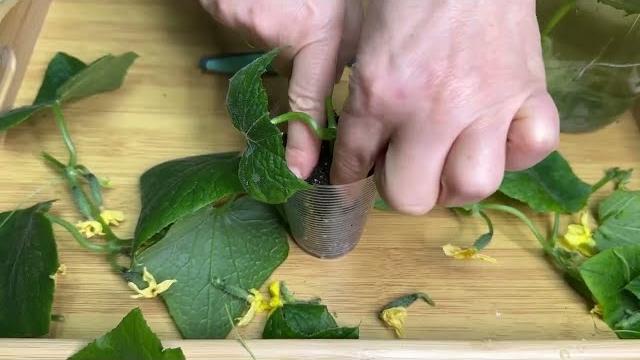 МАЛО КТО ЗНАЕТ ЧТО ТАК ОГУРЦЫ МОГУТ РАСТИ ВЕЧНО! МАЛО КТО ЗНАЕТ ЧТО ТАК ОГУРЦЫ МОГУТ РАСТИ ВЕЧНО!