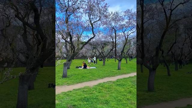 Как цветёт миндаль? #испанскаяжизнь Как цветёт миндаль? #испанскаяжизнь