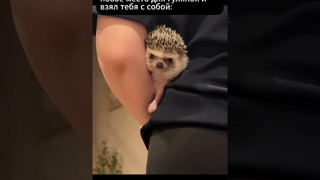 Экстраверт #смешныевидео #мемы #ёжики Экстраверт #смешныевидео #мемы #ёжики