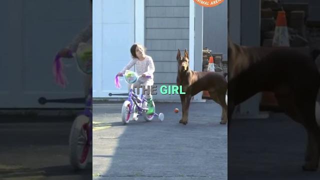 This Is Why the Doberman Is the Best Guard Dog for Your Child ️ This Is Why the Doberman Is the Best Guard Dog for Your Child ️