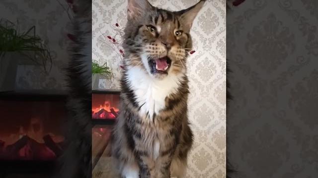 Мейн-Кун Говорун#подпишись #кот #кошки #кошка #юмор #приколы #прикол #cat #cats #шортс #shorts Мейн-Кун Говорун#подпишись #кот #кошки #кошка #юмор #приколы #прикол #cat #cats #шортс #shorts