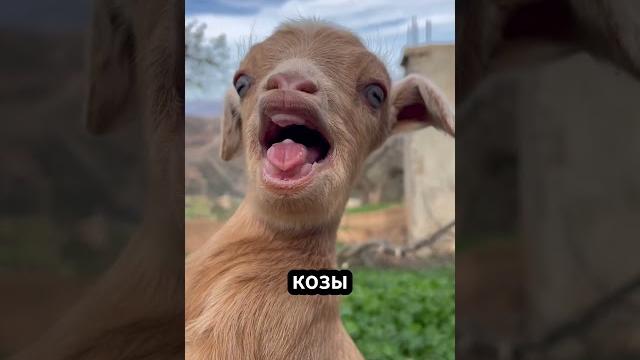 Почему козы прыгают в огонь! Почему козы прыгают в огонь!