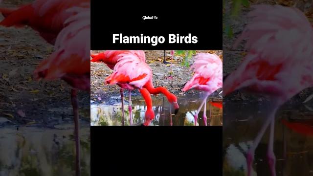greater flamingo migration Birds greater flamingo migration Birds
