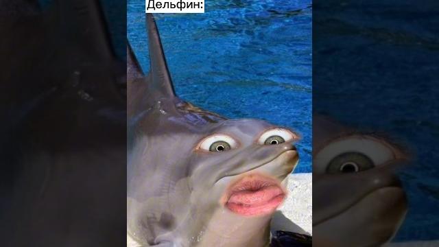 Разозлил дельфина #shorts Разозлил дельфина #shorts