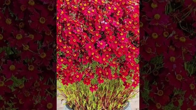 Цветы которые цветут все лето #растения #цветы #сад Цветы которые цветут все лето #растения #цветы #сад