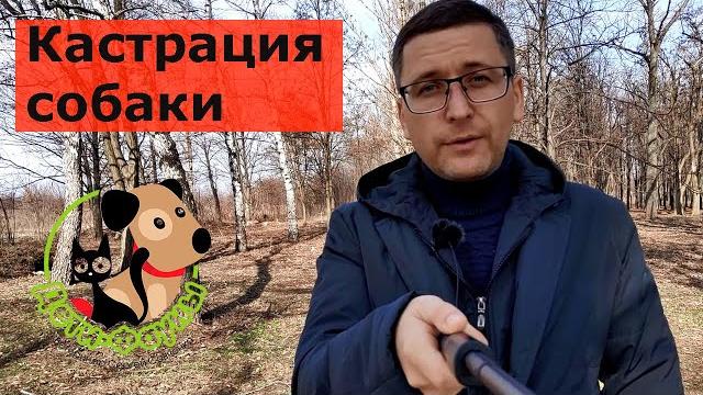 Нужно ли кастрировать собаку (кобеля)? Нужно ли кастрировать собаку (кобеля)?