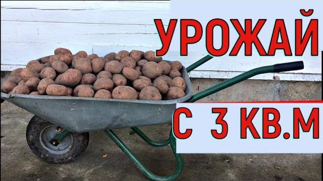 БОЛЬШОЙ УРОЖАЙ КАРТОФЕЛЯ ОТ ЧЕГО ЗАВИСИТ БОЛЬШОЙ УРОЖАЙ КАРТОФЕЛЯ ОТ ЧЕГО ЗАВИСИТ