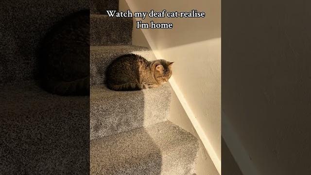 Blind and Deaf Cat Blind and Deaf Cat