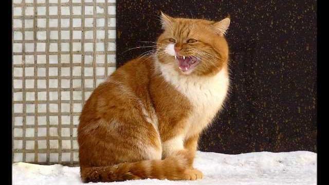 Международный день кошек! Международный день кошек!