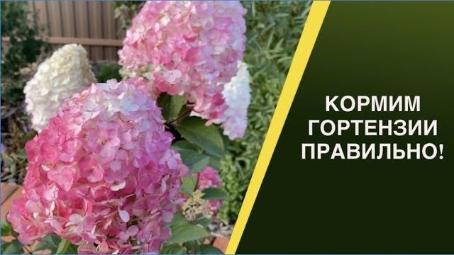 ЧЕМ ПОДКОРМИТЬ ГОРТЕНЗИИ ЛЕТОМ! ЧЕМ ПОДКОРМИТЬ ГОРТЕНЗИИ ЛЕТОМ!