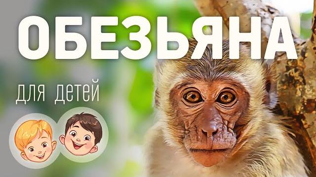 Обезьяна. Видео про животных для детей 3+ Обезьяна. Видео про животных для детей 3+