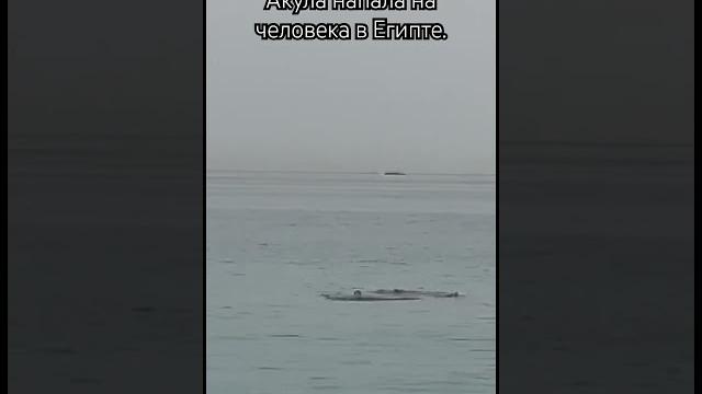 Акула напала на человека в Египте Акула напала на человека в Египте
