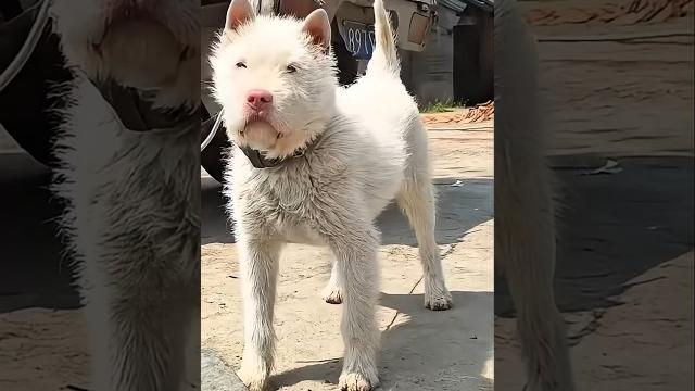 King Charles the Alpha Dog | Meet the Legendary Pack Leader! King Charles the Alpha Dog | Meet the Legendary Pack Leader!