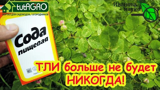 ТЛЯ ЛОПАЕТСЯ ПРЯМО НА ГЛАЗАХ: сода от тли в саду и в огороде. Обработка смородины и роз от тли. ТЛЯ ЛОПАЕТСЯ ПРЯМО НА ГЛАЗАХ: сода от тли в саду и в огороде. Обработка смородины и роз от тли.