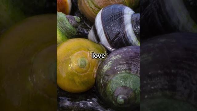 Love Darts: Sea Snails' Romantic Duel! #youtubeshorts #shorts #animals #fyp #animalvideos Love Darts: Sea Snails' Romantic Duel! #youtubeshorts #shorts #animals #fyp #animalvideos