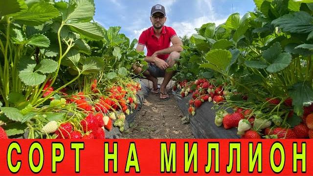 СОРТ НА МИЛЛИОН СОРТ НА МИЛЛИОН