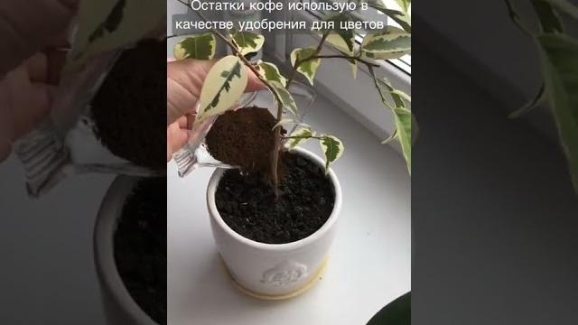КОФЕ ДЛЯ УДОБРЕНИЯ ЦВЕТОВ КОФЕ ДЛЯ УДОБРЕНИЯ ЦВЕТОВ