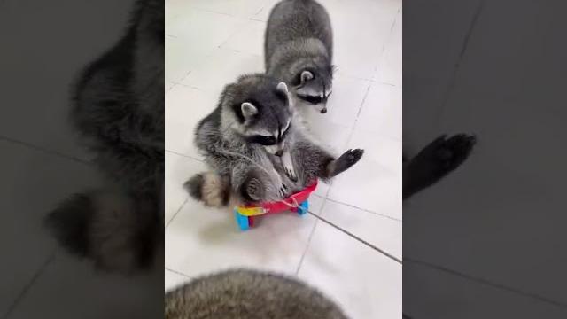 смешное видео енота смешное видео енота