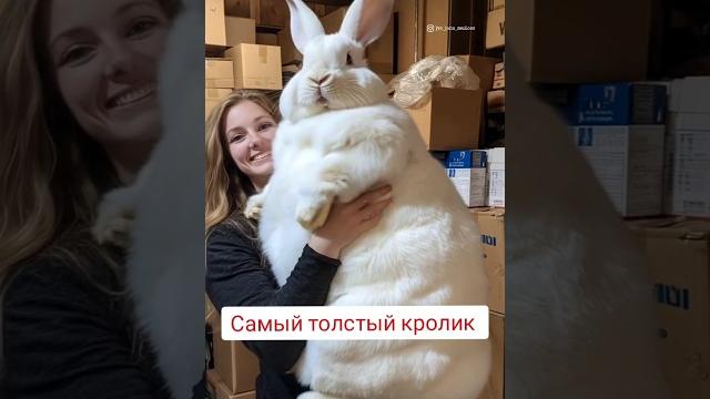 Самый толстый кролик #толстый_кролик Самый толстый кролик #толстый_кролик