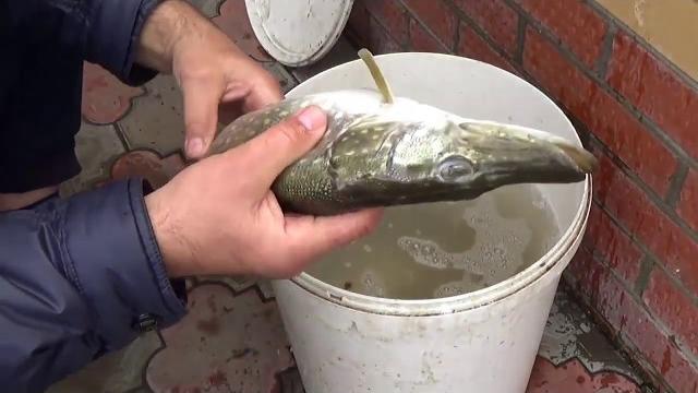 Как правильно и вкусно засолить щуку Как правильно и вкусно засолить щуку
