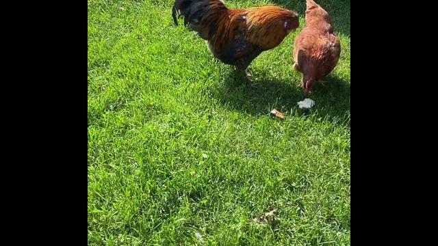Петух не курица, он летает! Петух не курица, он летает!