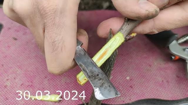 прививка черешни весной надежным способом прививка черешни весной надежным способом