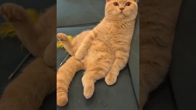 Коты и собаки веселее стендап-комиков — сборник самых смешных моментов с домашними животными 2025 Коты и собаки веселее стендап-комиков — сборник самых смешных моментов с домашними животными 2025