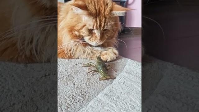 МЕЙН-КУН И РАК. ЗАБАВНОЕ ВИДЕО С КОТИКОМ. СМЕШНЫЕ ПИТОМЦЫ. ПРИКОЛЫ С КОТИКАМИ. ЖИВОТНЫЕ. ЮМОР. МЕЙН-КУН И РАК. ЗАБАВНОЕ ВИДЕО С КОТИКОМ. СМЕШНЫЕ ПИТОМЦЫ. ПРИКОЛЫ С КОТИКАМИ. ЖИВОТНЫЕ. ЮМОР.