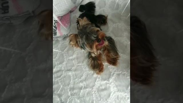 История маленького Йорка. Появление Ролекса в нашей семье. #йорк #yorkterier #video #viral #youtube История маленького Йорка. Появление Ролекса в нашей семье. #йорк #yorkterier #video #viral #youtube