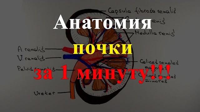 Анатомия почки за 1 минуту!!! Анатомия почки за 1 минуту!!!