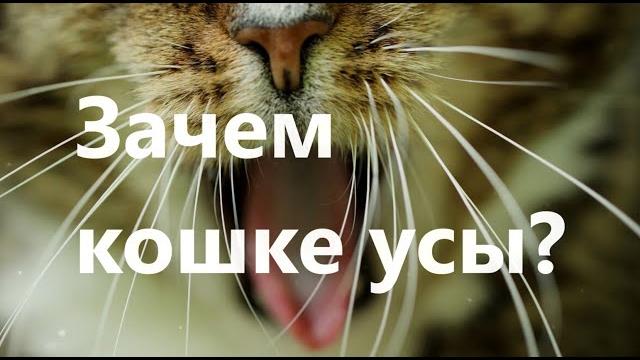 Зачем кошке усы? Зачем кошке усы?