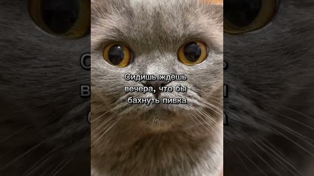 Закон о запрете "наливаек" принят! #закон #кот #котвшоке #sashasdelal #шок #новости #разлив #закон Закон о запрете "наливаек" принят! #закон #кот #котвшоке #sashasdelal #шок #новости #разлив #закон