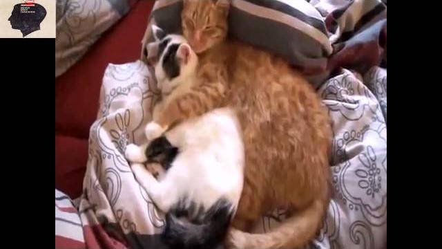 смешное видео - Спокойной ночи мой кот смешное видео - Спокойной ночи мой кот
