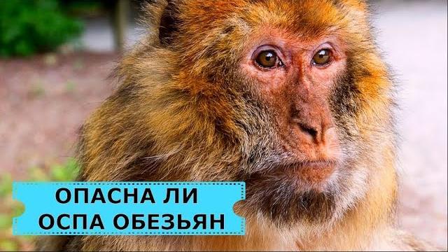 Оспа обезьян – чем опасна, кто уже привит, есть ли вакцина, какое лечение, можно ли умереть Оспа обезьян – чем опасна, кто уже привит, есть ли вакцина, какое лечение, можно ли умереть