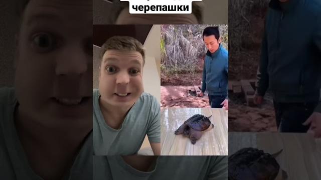 История одной черепашки История одной черепашки