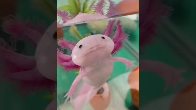 Funny animals video - Best Axolotl Funny animals video - Best Axolotl