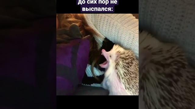 Ëжик странно зевает #shorts Ëжик странно зевает #shorts