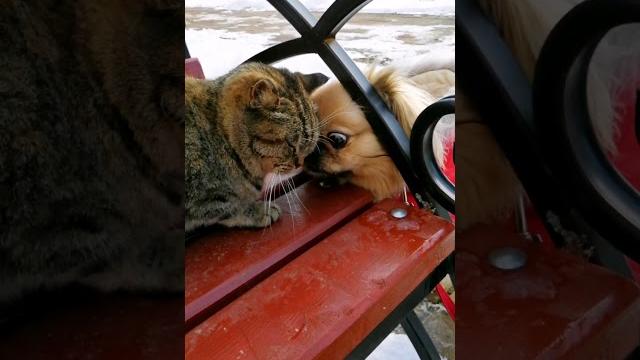 Спроси у кошечки, как у неё дела? Спроси у кошечки, как у неё дела?