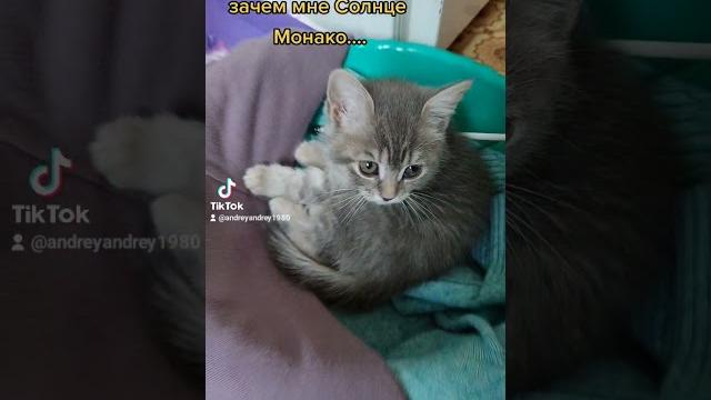 "Зачем мне Солнце Монако?" "Зачем мне Солнце Монако?"