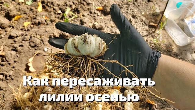 Как пересаживать лилии осенью Как пересаживать лилии осенью