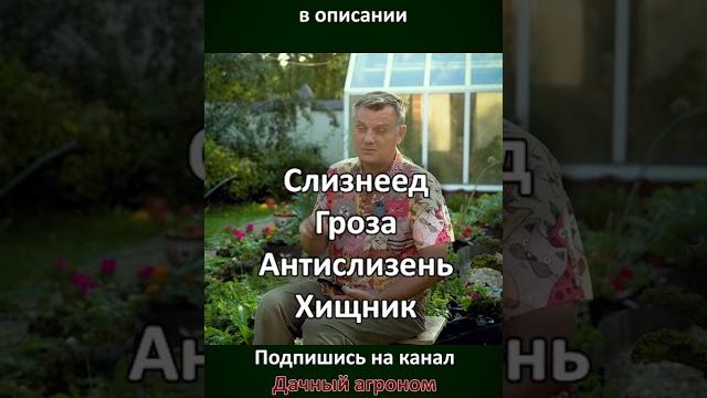 Вот вам СПИСОК ПРЕПАРАТОВ от СЛИЗНЕЙ Дачный агроном Вот вам СПИСОК ПРЕПАРАТОВ от СЛИЗНЕЙ Дачный агроном